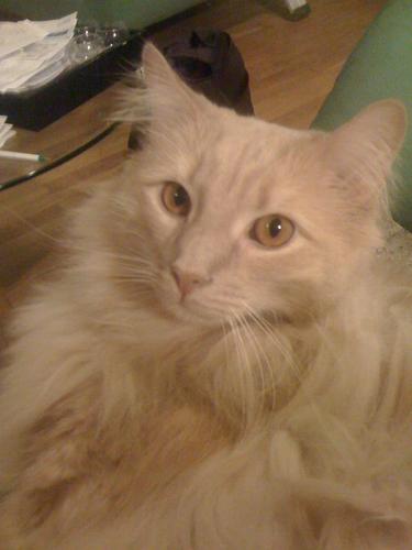 Jack the Cat Jack the Cat