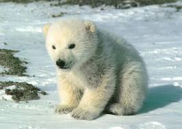 Baby Bears baby bears