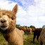 367179-alpaca