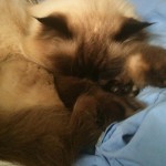 Pet Friendly pets in apartments