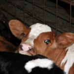 calves close up animal rights