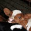 calves close up