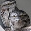 Tawnyfrogmouth